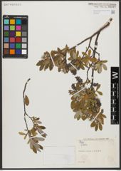Foto von Salix L.